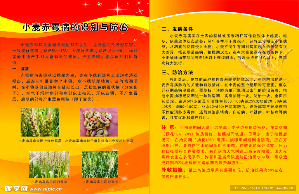 小麦赤霉病的识别与防治