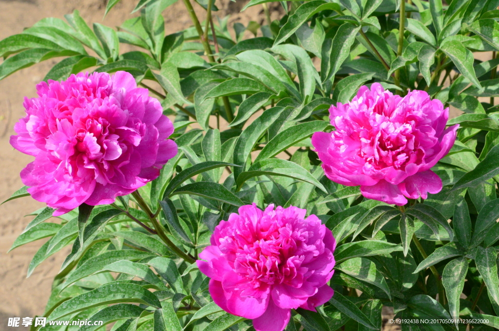 芍药花