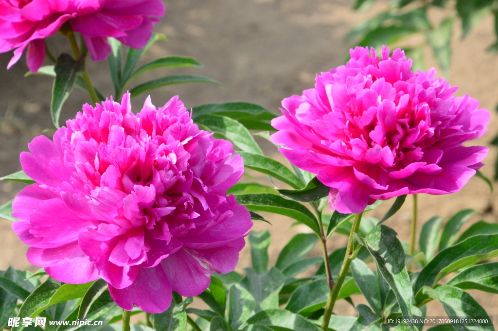 芍药花