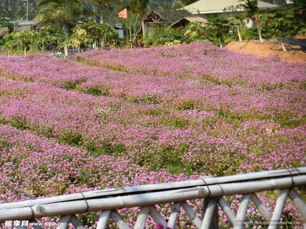 田园花海