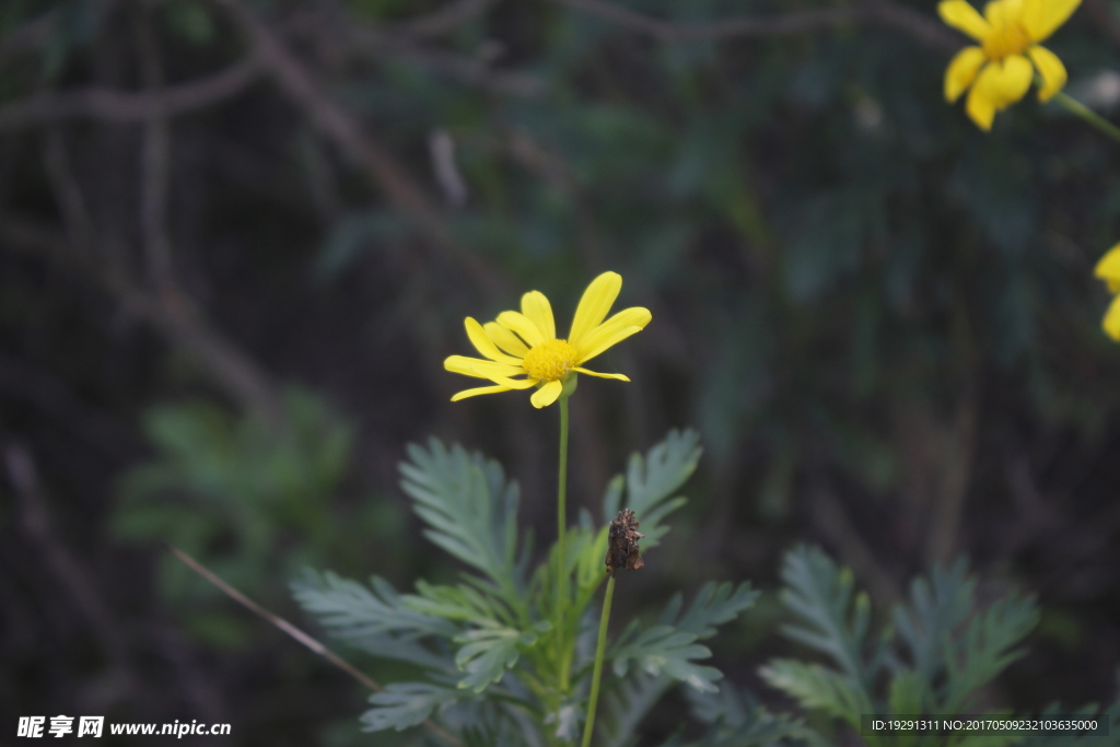 黄花