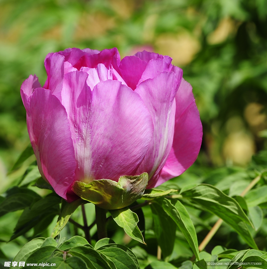 牡丹 牡丹花 花开富贵 红牡丹