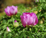 牡丹 牡丹花 花开富贵 红牡丹
