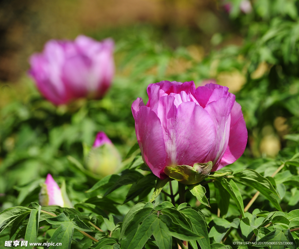 牡丹 牡丹花 花开富贵 红牡丹