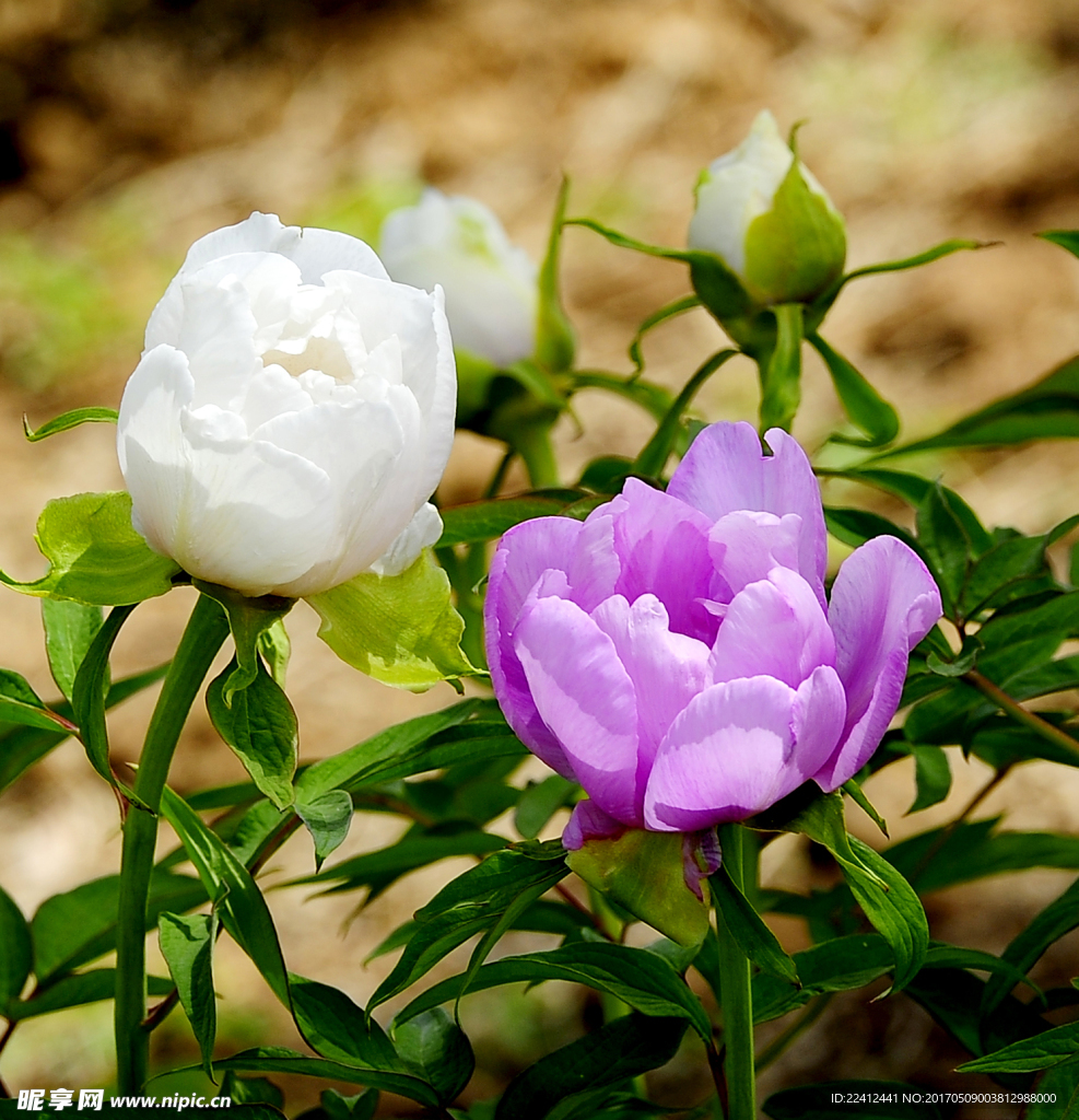 牡丹 牡丹花 花开富贵 红牡丹