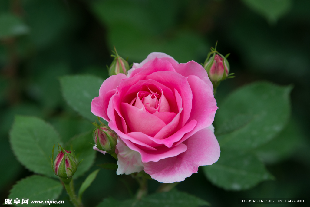 花