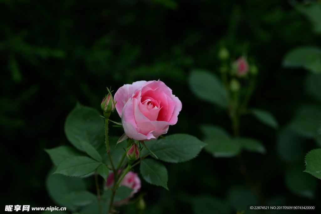 花