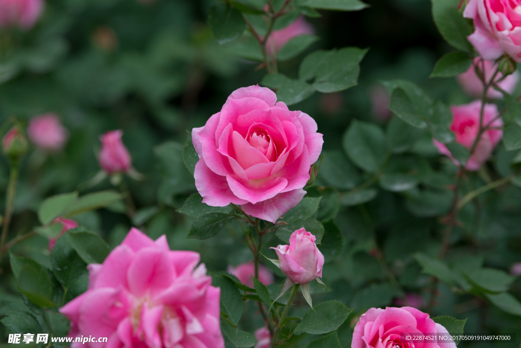 花