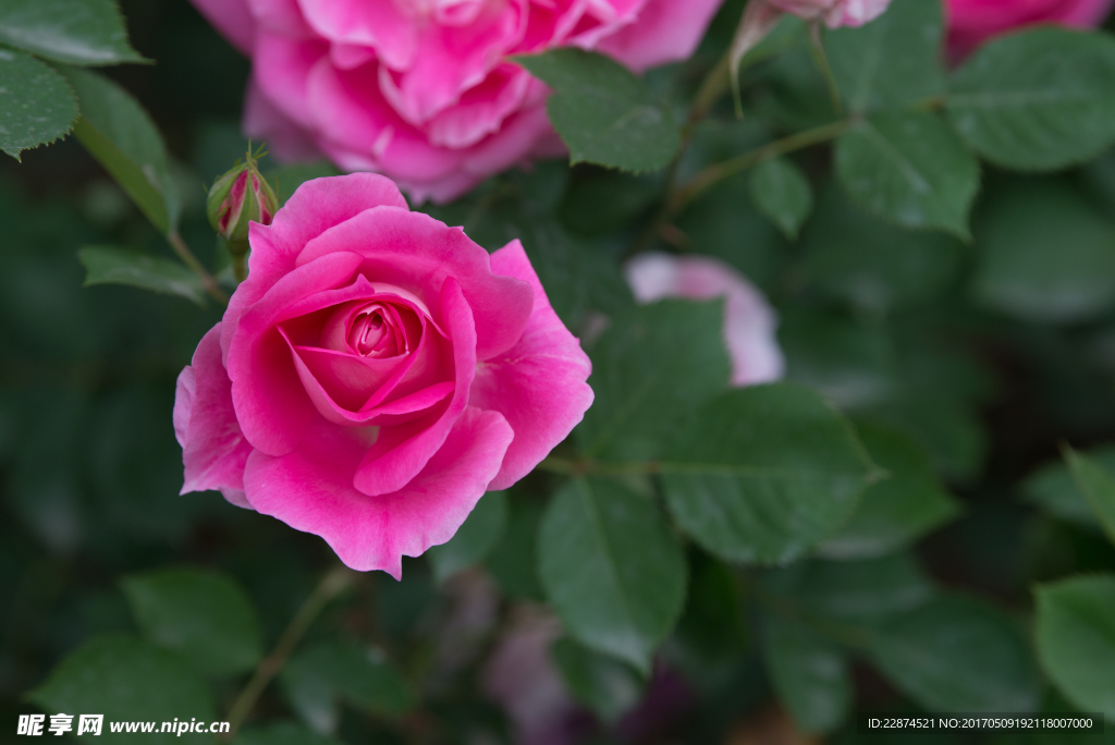 月季花