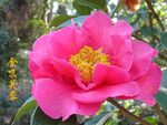 金蕊芙蓉