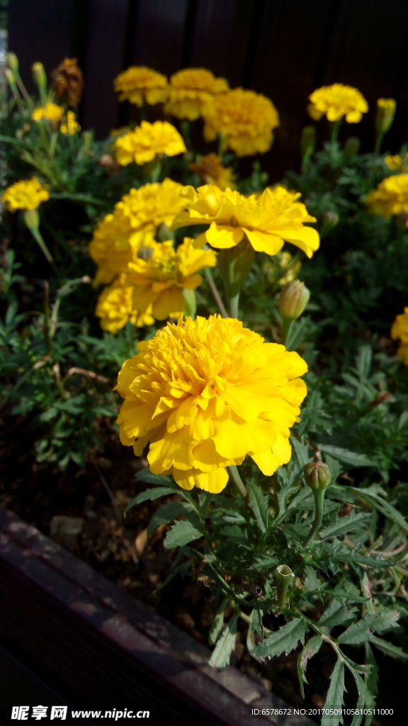 菊花