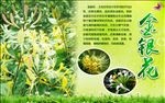 金银花