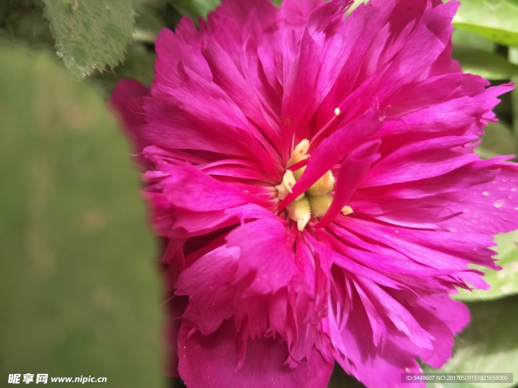 芍药花