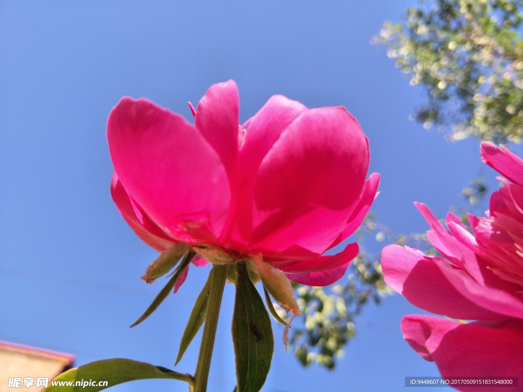 芍药花