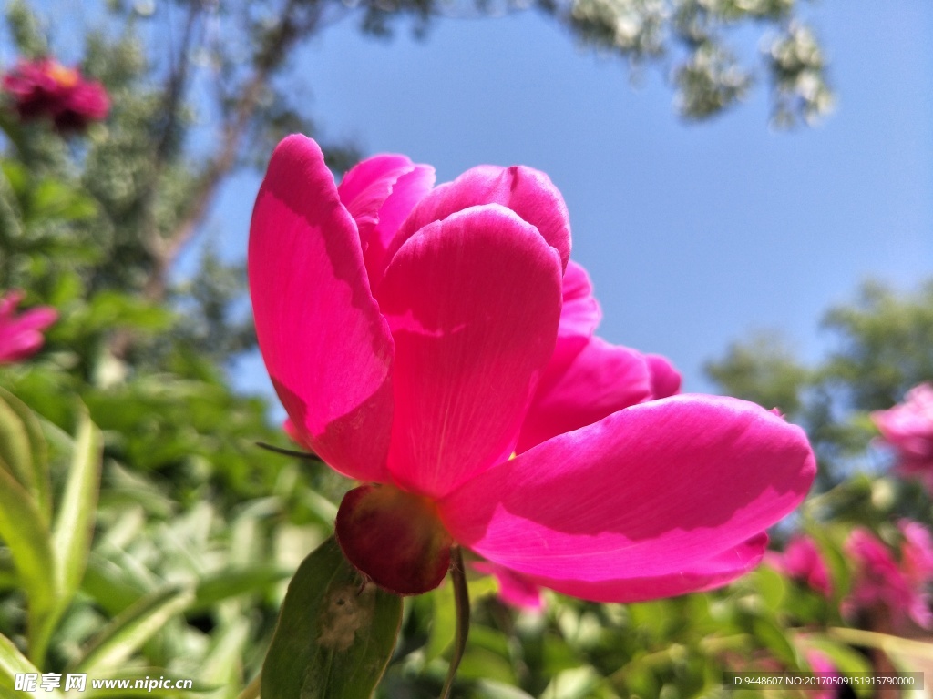 芍药花