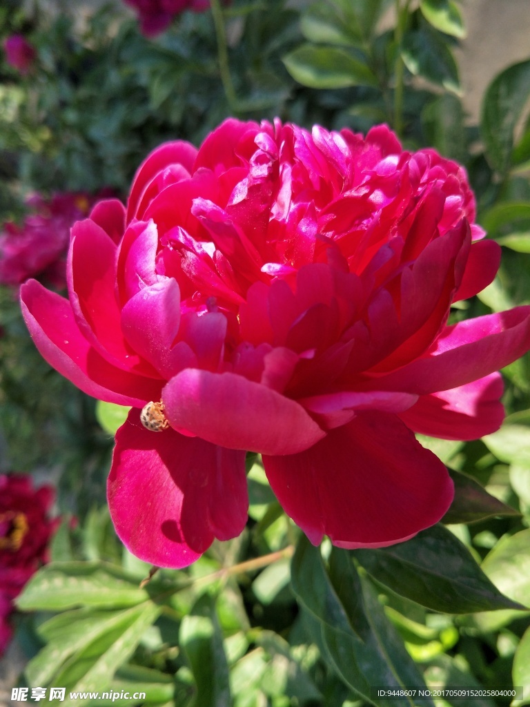 芍药花