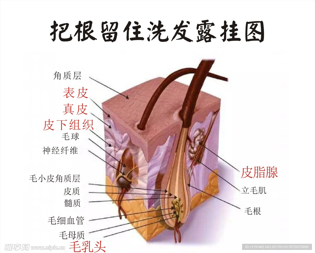 毛囊图解析