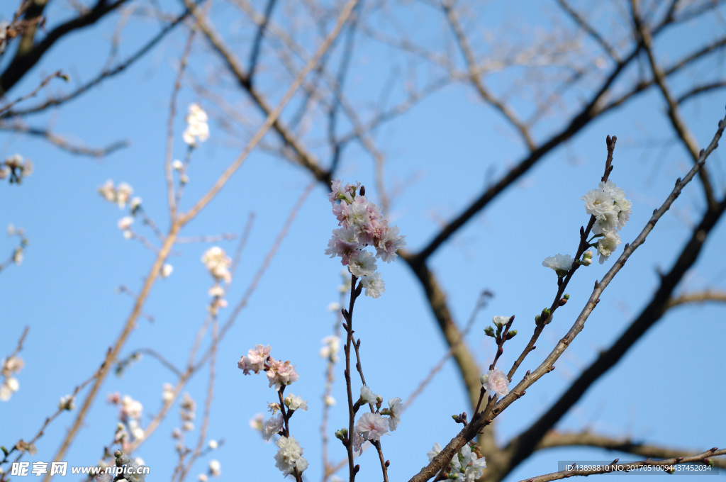 樱花