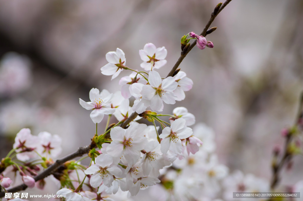 樱花