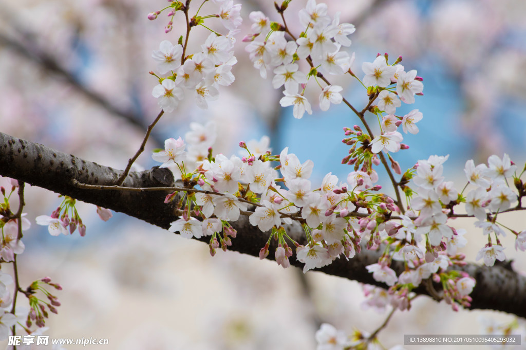 樱花