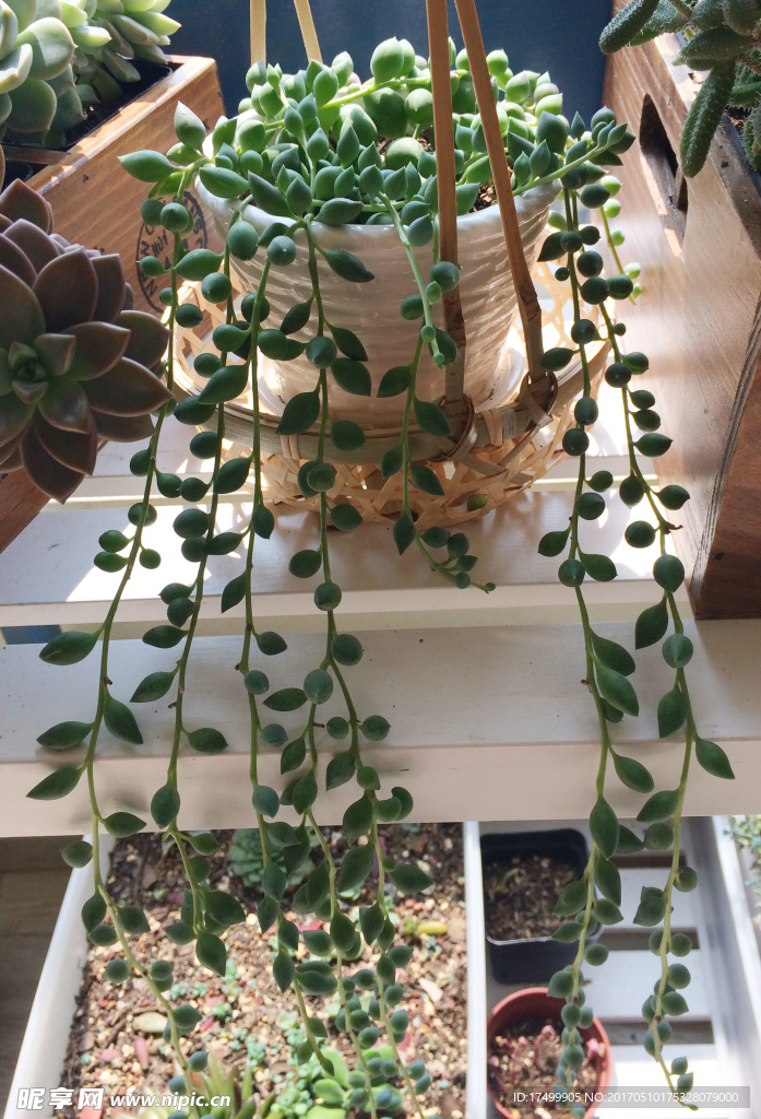 多肉植物