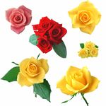 玫瑰花