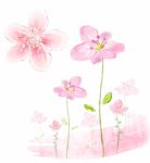 粉色花朵