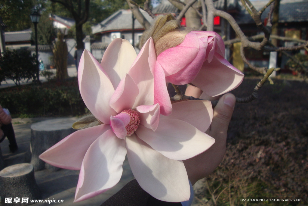 木棉花
