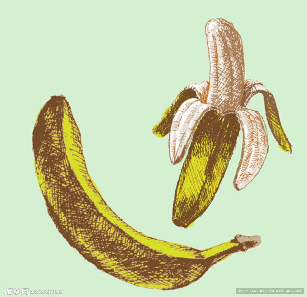 手绘香蕉插图