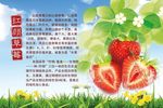 红颜草莓