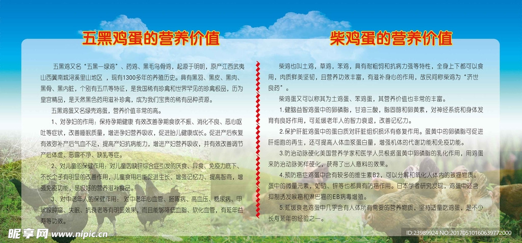 五黑鸡