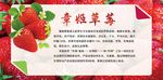 章姬草莓