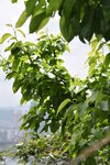 梨树高清