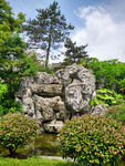 松树