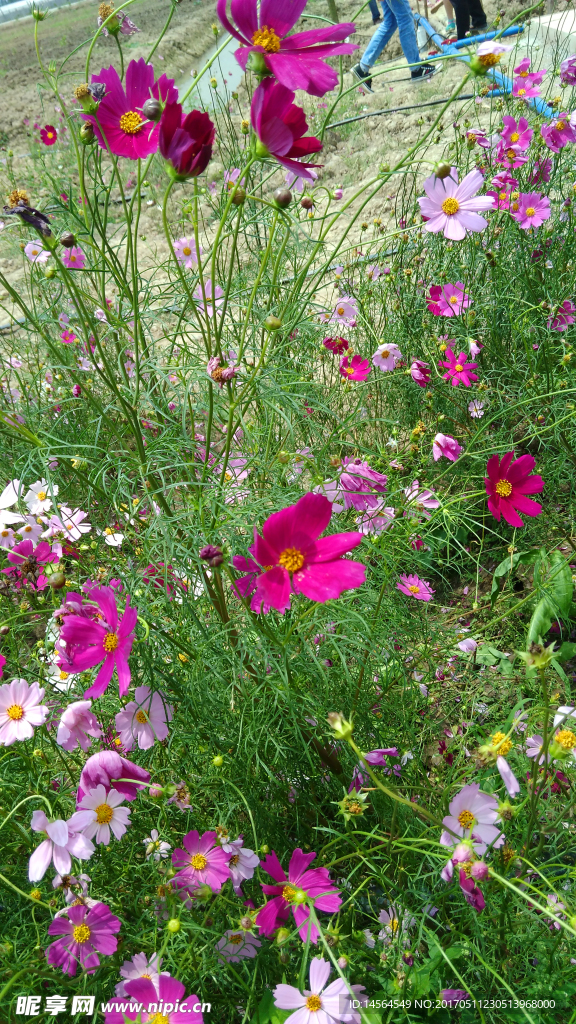 野菊花