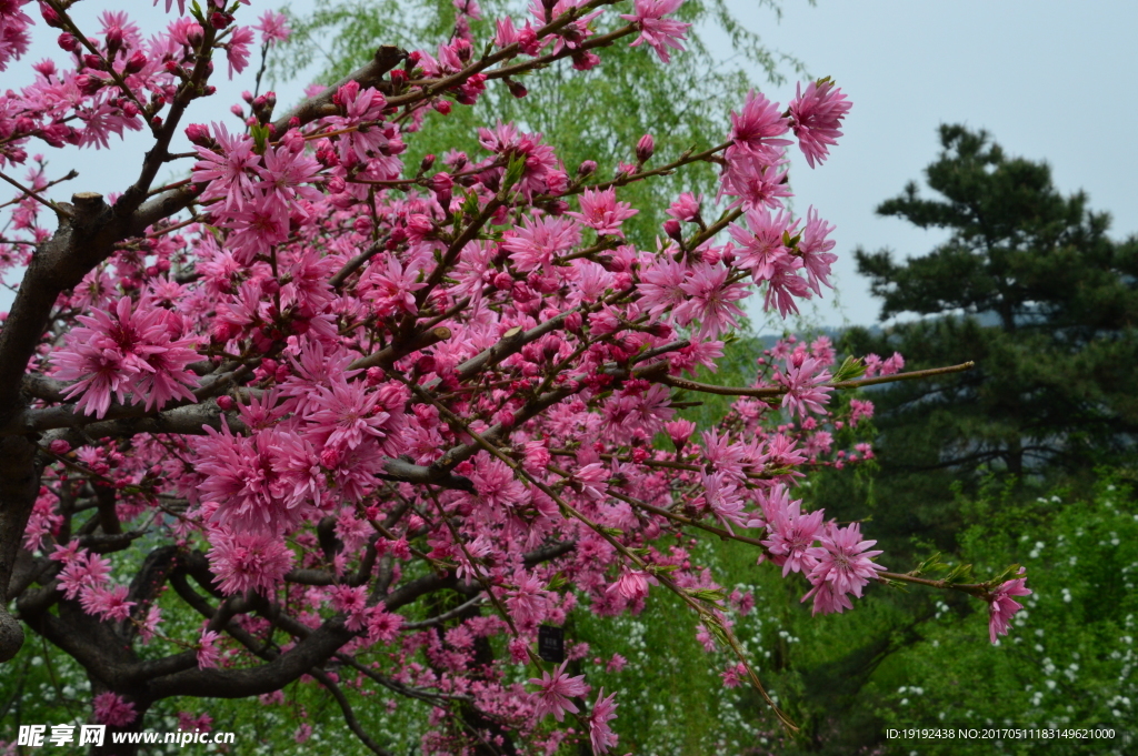 菊花桃