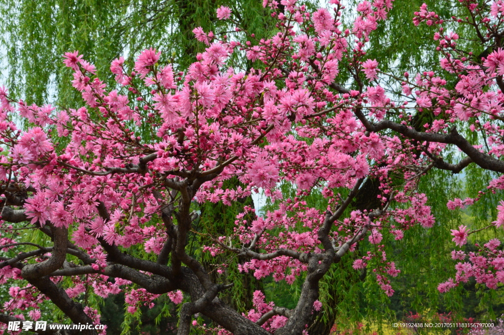 菊花桃