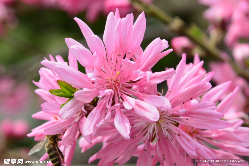 菊花桃