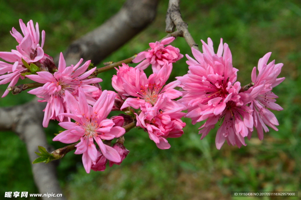 菊花桃