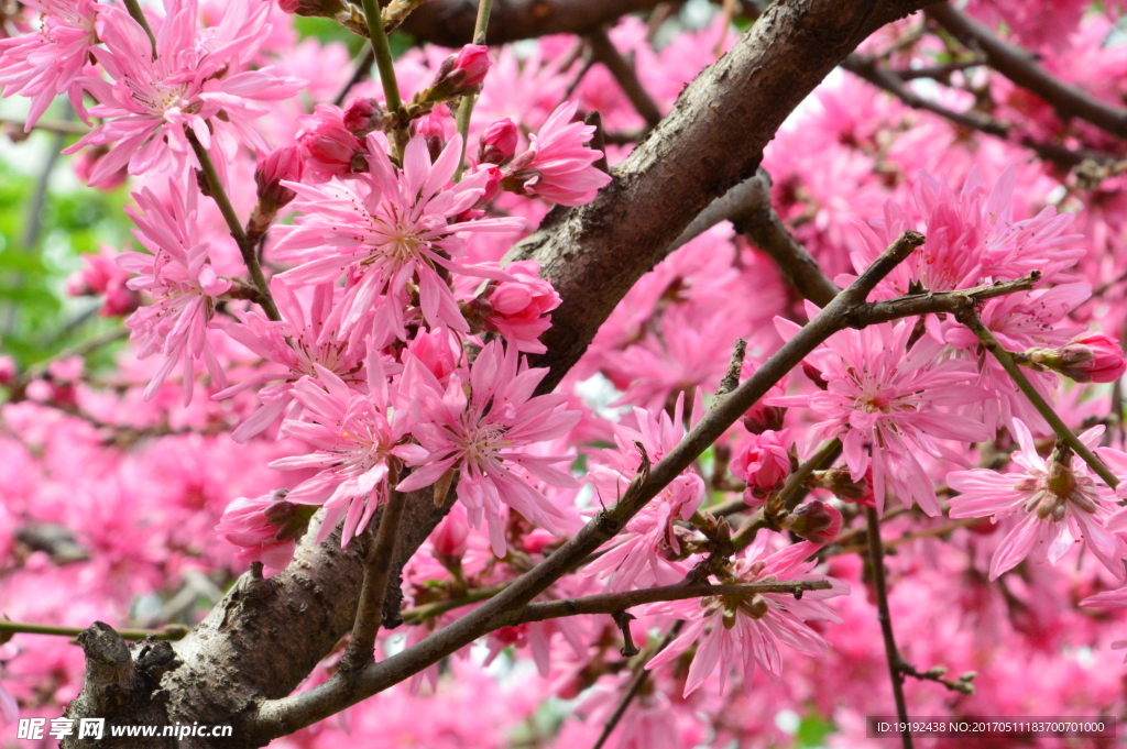 菊花桃