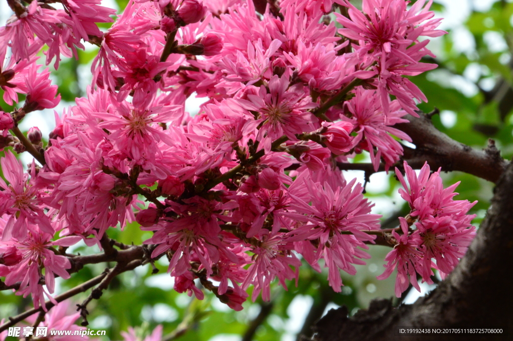 菊花桃