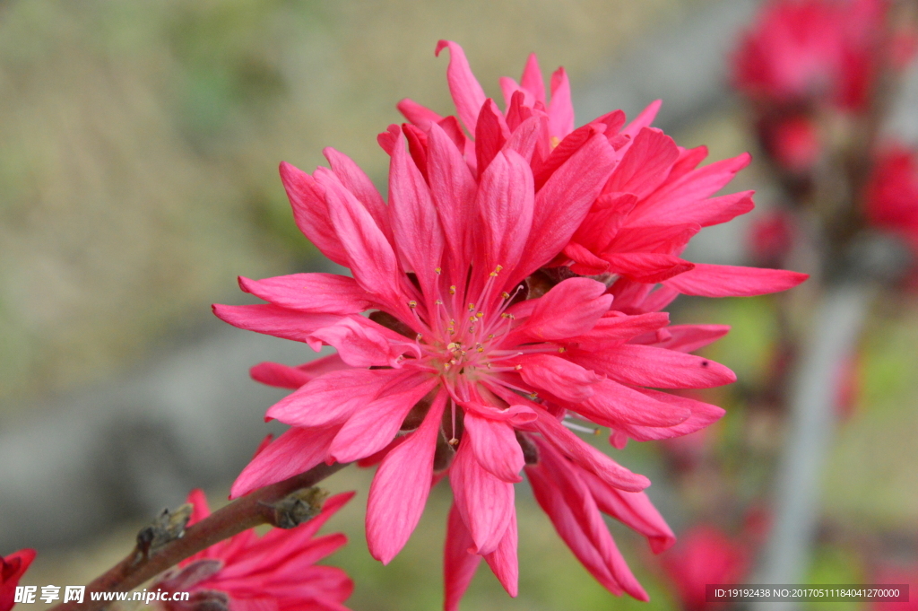 菊花桃