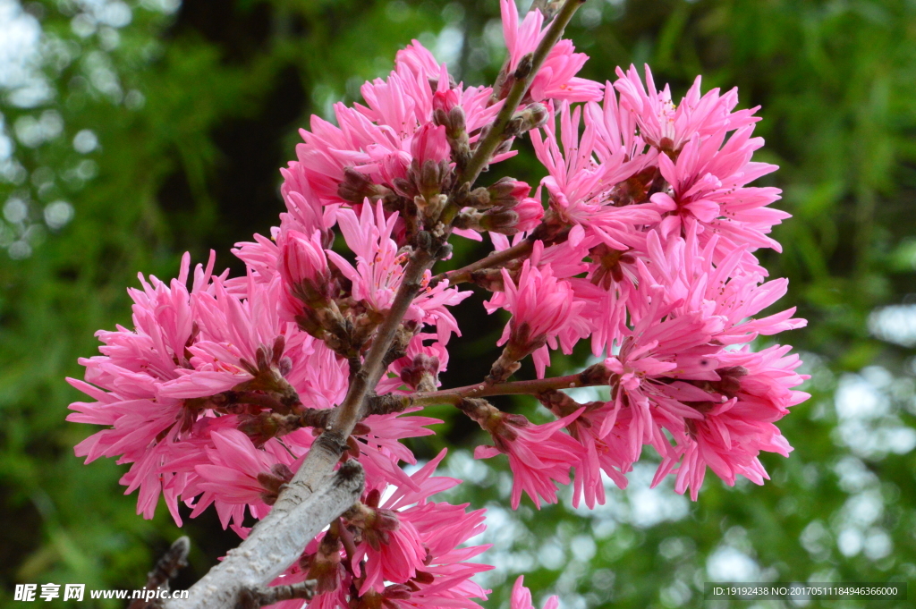 菊花桃