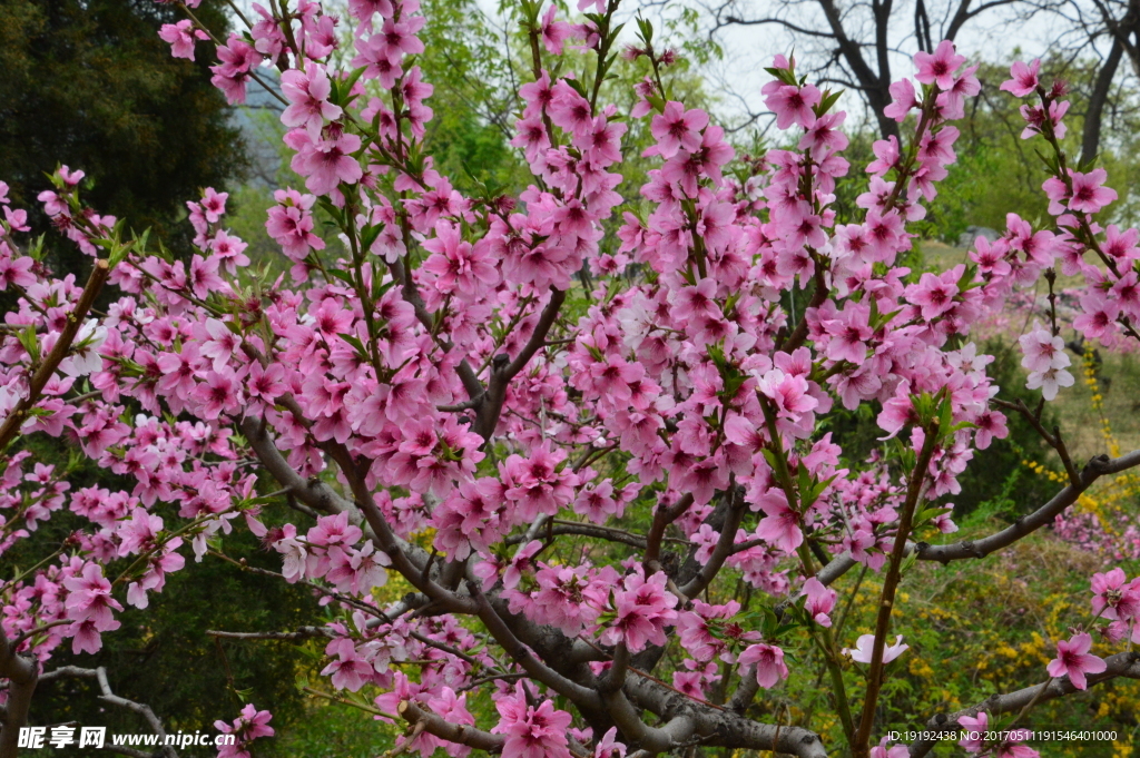 碧桃