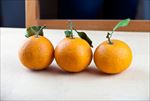 三个黄澄澄的橙子