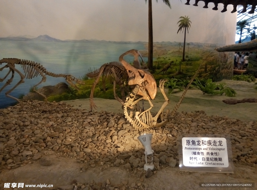 恐龙