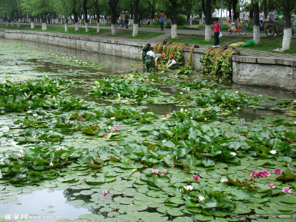 荷花