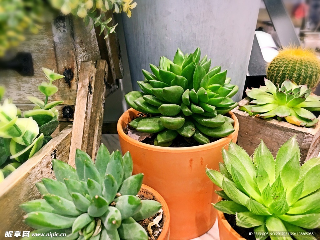 多肉植物