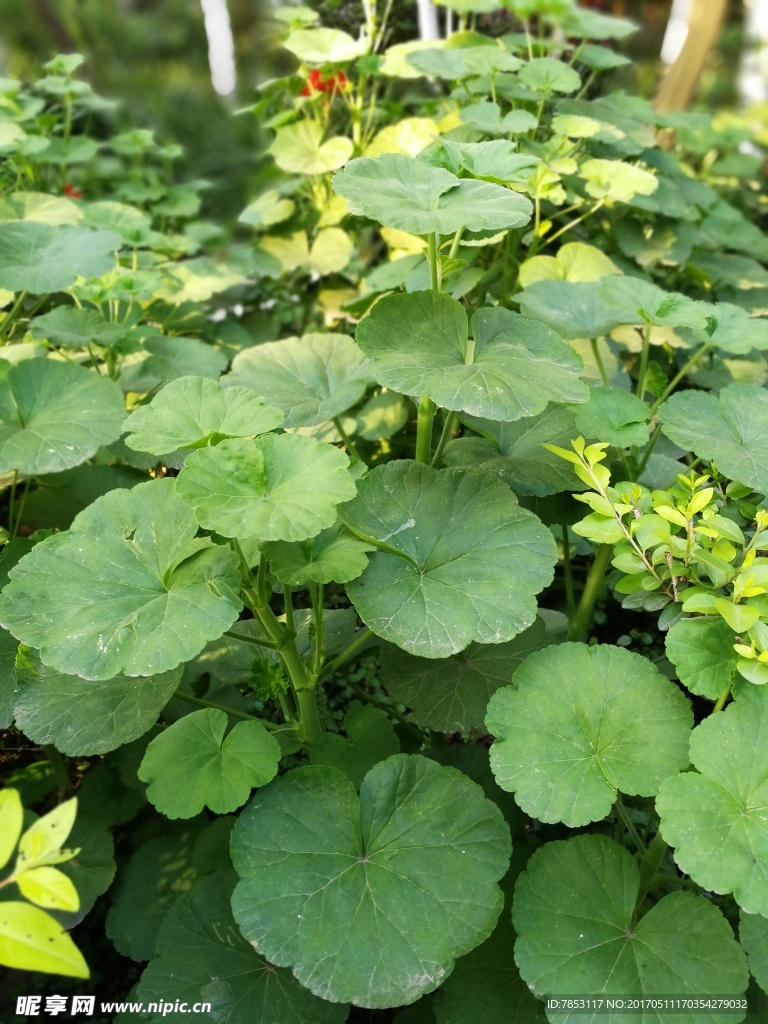 绿色植物