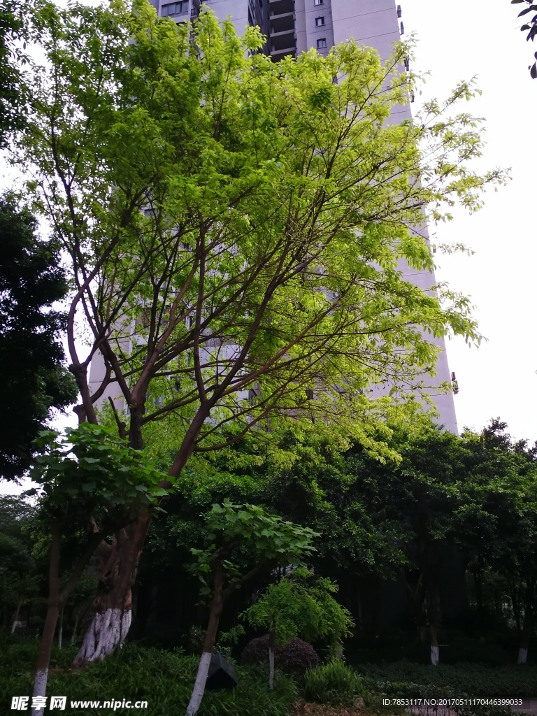 绿树新叶